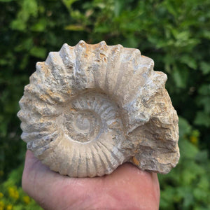 Ammonit - Echtes versteinertes Fossil - 100 Millionen Jahre alt - 12x10x6 cm - NR. 55