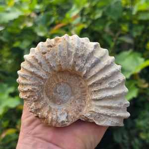 Ammonit - Echtes versteinertes Fossil - 100 Millionen Jahre alt - 12x9x6 cm - NR. 77