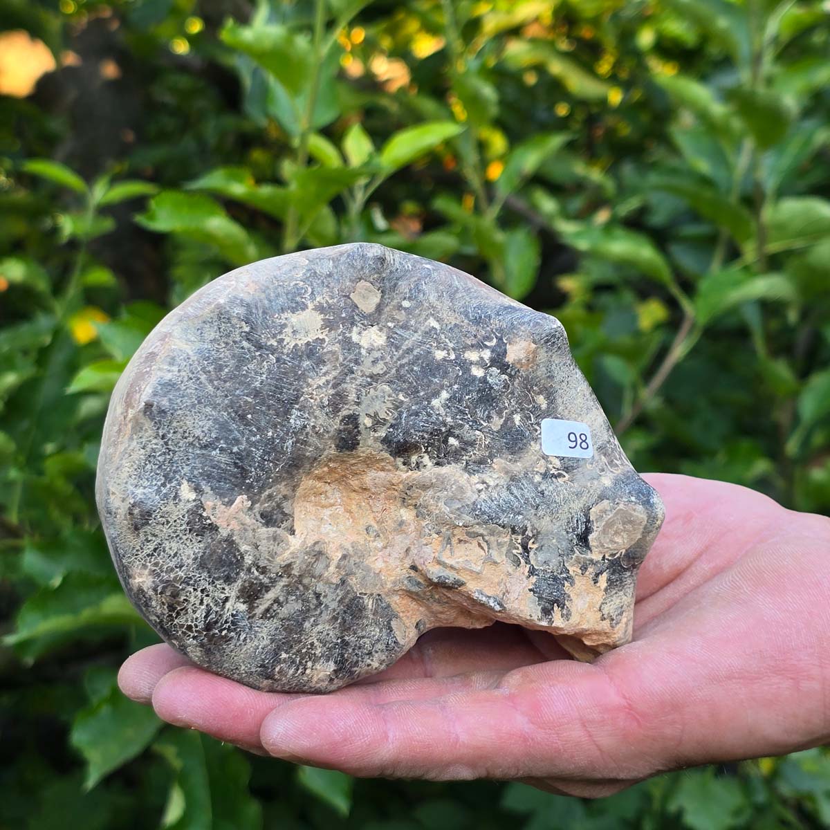 Ammonit - Echtes versteinertes Fossil - 100 Millionen Jahre alt - 13x10x6 cm - NR. 98