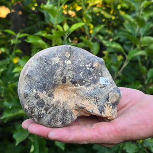 Ammonit - Echtes versteinertes Fossil - 100 Millionen Jahre alt - 13x10x6 cm - NR. 98