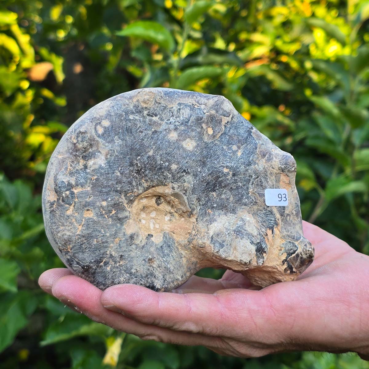 Ammonit - Echtes versteinertes Fossil - 100 Millionen Jahre alt - 14x11x6 cm - NR. 93