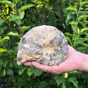 Ammonit - Echtes versteinertes Fossil - 100 Millionen Jahre alt - 14x11x7 cm - NR. 114