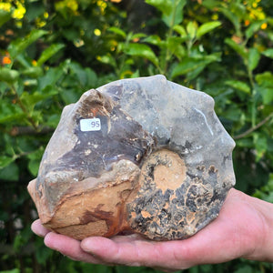 Ammonit - Echtes versteinertes Fossil - 100 Millionen Jahre alt - 15x13x7 cm - NR. 95