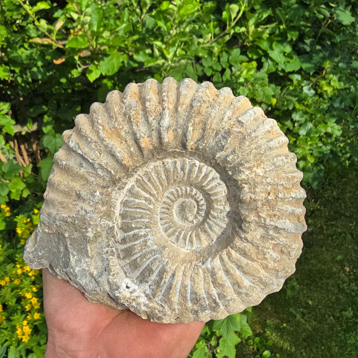 Ammonit - Echtes versteinertes Fossil - 100 Millionen Jahre alt - 15x14x7 cm - NR. 11