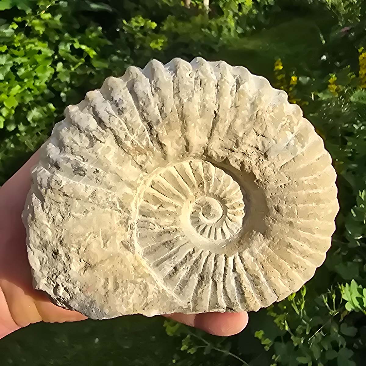 Ammonit - Echtes versteinertes Fossil - 100 Millionen Jahre alt - 16x13x6 cm - NR. 22