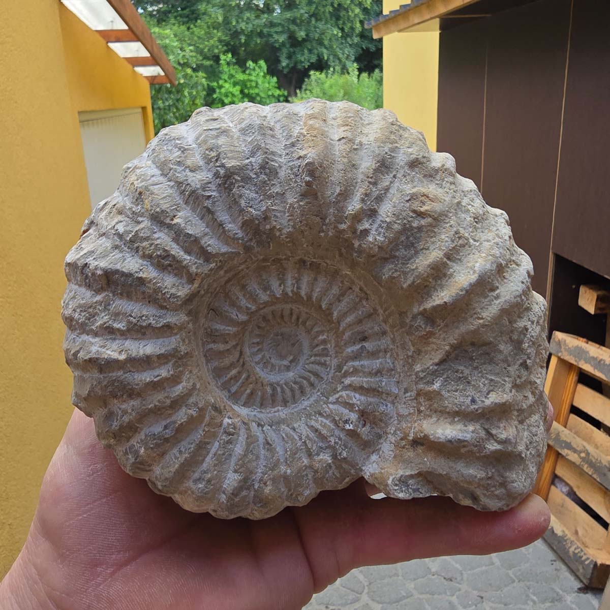 Ammonit - Echtes versteinertes Fossil - 100 Millionen Jahre alt - 16x14x8 cm - NR. 1