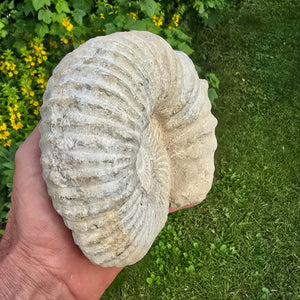 Ammonit - Echtes versteinertes Fossil - 100 Millionen Jahre alt - 17x15x6 cm - NR. 10