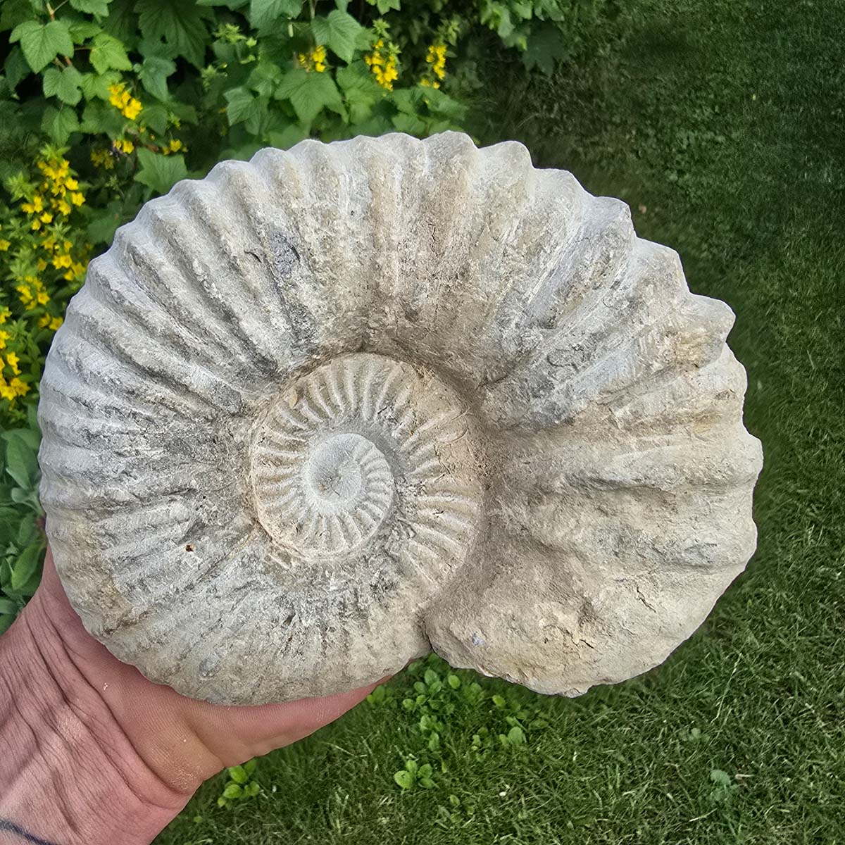Ammonit - Echtes versteinertes Fossil - 100 Millionen Jahre alt - 17x15x6 cm - NR. 10