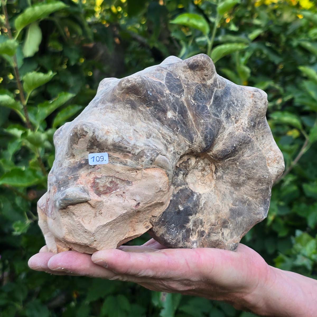 Ammonit - Echtes versteinertes Fossil - 100 Millionen Jahre alt - 19x15x9 cm - NR. 109