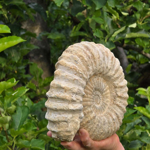 Ammonit - Echtes versteinertes Fossil - 100 Millionen Jahre alt - 23x21x7 cm - NR. 31