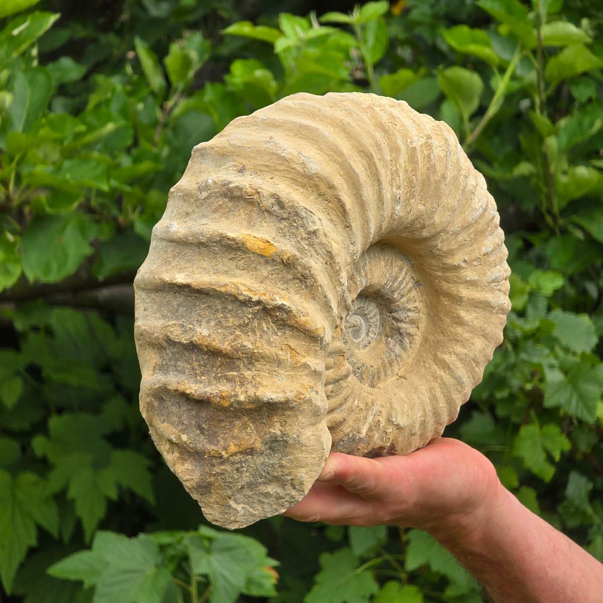 Ammonit - Echtes versteinertes Fossil - 100 Millionen Jahre alt - 25x20x10 cm - NR. 68