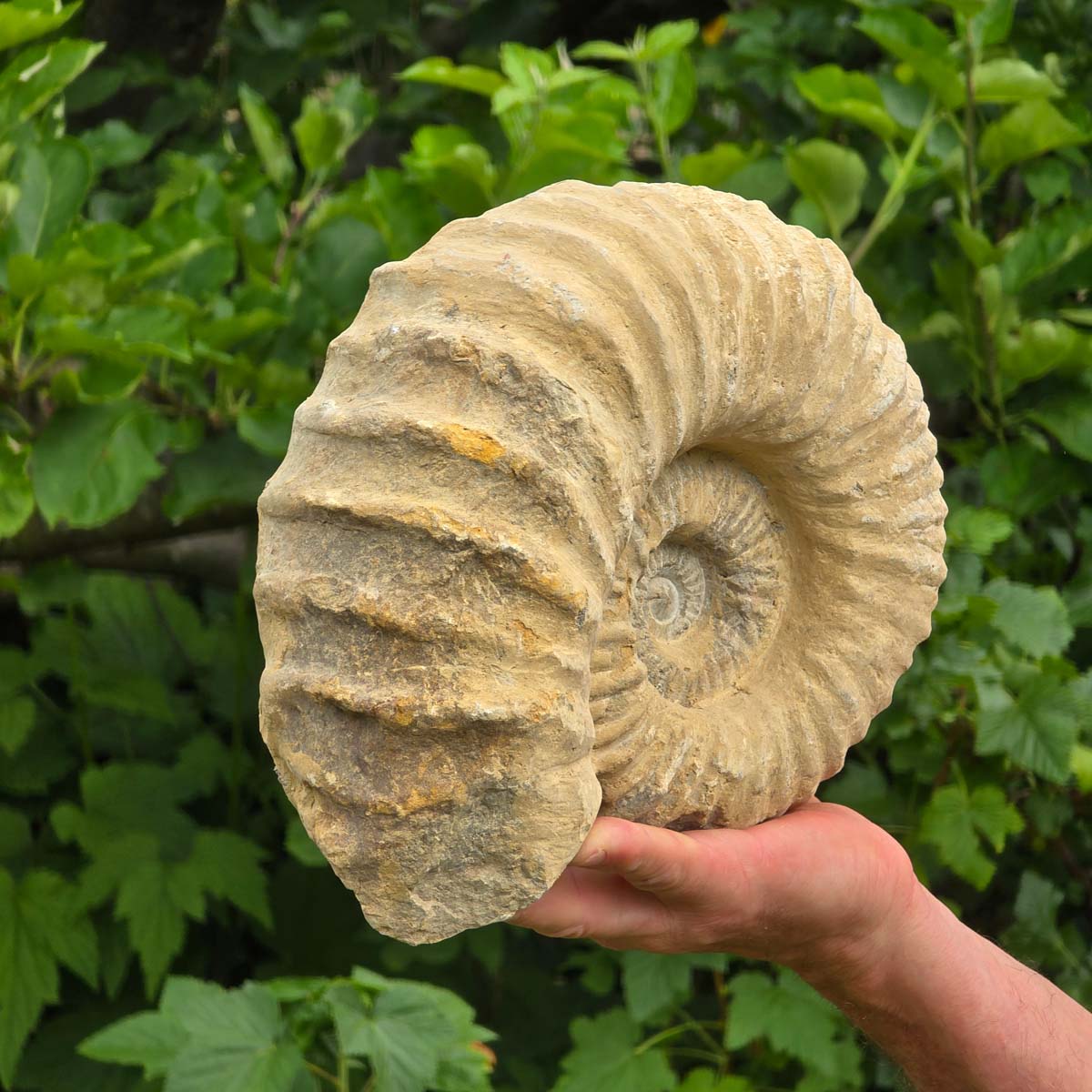 Ammonit - Echtes versteinertes Fossil - 100 Millionen Jahre alt - 25x20x10 cm - NR. 68
