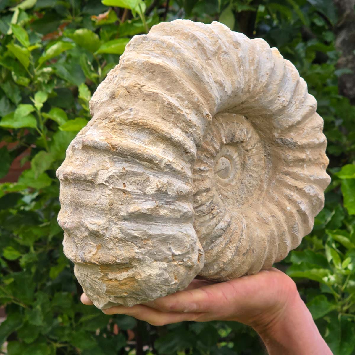Ammonit - Echtes versteinertes Fossil - 100 Millionen Jahre alt - 26x21x11 cm - NR. 46
