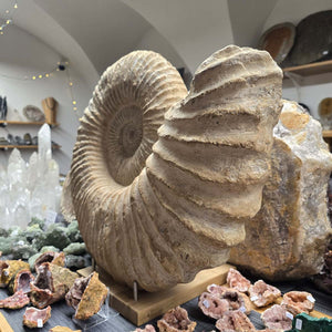 Ammonit - Echtes versteinertes Fossil - 100 Millionen Jahre alt - 57x49x29 cm - NR. 70