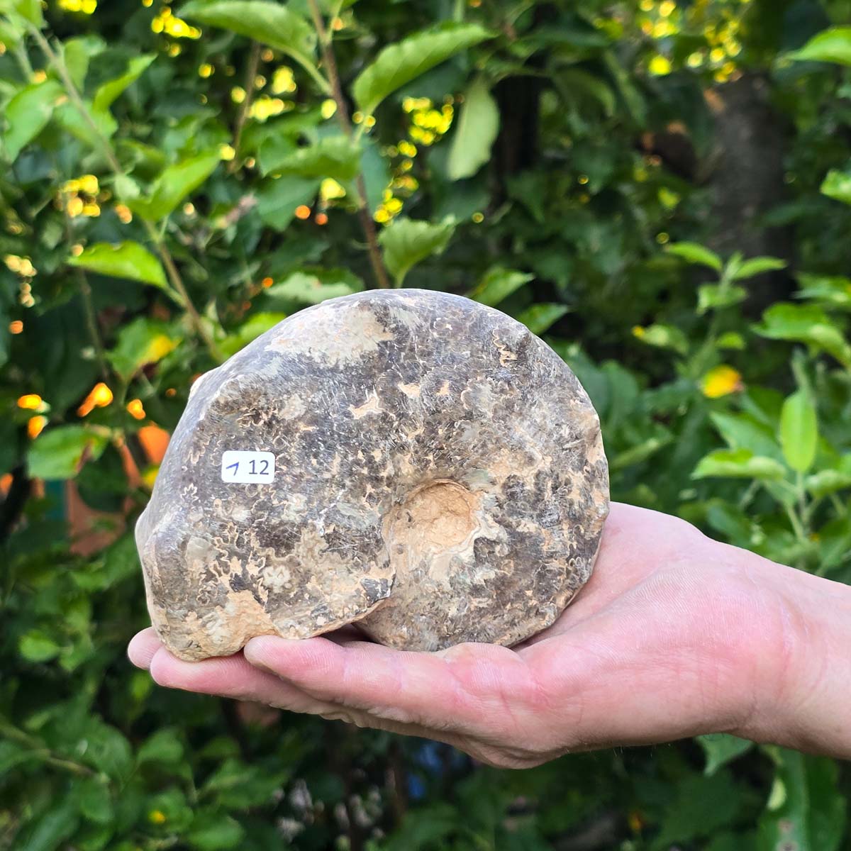Ammonit - Echtes versteinertes Fossil - 100 Millionen Jahre alt - 13x10x6 cm - NR. 112