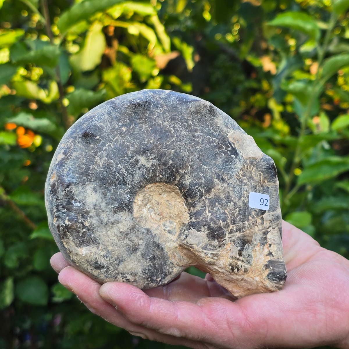 Ammonit - Echtes versteinertes Fossil - 100 Millionen Jahre alt - 14x10x6 cm - NR. 92