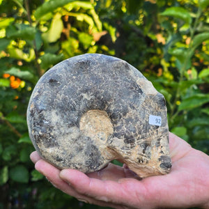 Ammonit - Echtes versteinertes Fossil - 100 Millionen Jahre alt - 14x10x6 cm - NR. 92