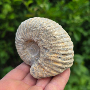 Ammonit - Echtes versteinertes Fossil - 100 Millionen Jahre alt - 8x7x6 cm - NR. 41