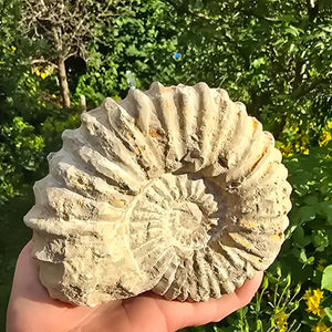Ammonit - Echtes versteinertes Fossil - 100 Millionen Jahre alt - 15x12x6 cm - NR. 27