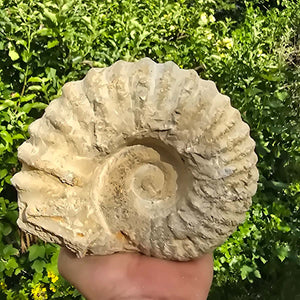 Ammonit - Echtes versteinertes Fossil - 100 Millionen Jahre alt - 17x13x8 cm - NR. 23