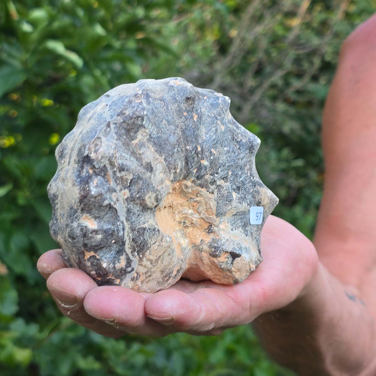 Ammonit - Echtes versteinertes Fossil - 100 Millionen Jahre alt - 12x9x6 cm - NR. 97