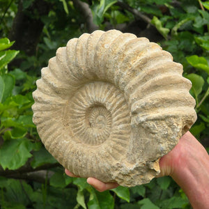 Ammonit - Echtes versteinertes Fossil - 100 Millionen Jahre alt - 24x20x10 cm - NR. 63