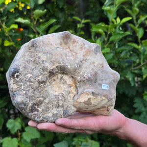 Ammonit - Echtes versteinertes Fossil - 100 Millionen Jahre alt - 20x15x9 cm - NR. 111