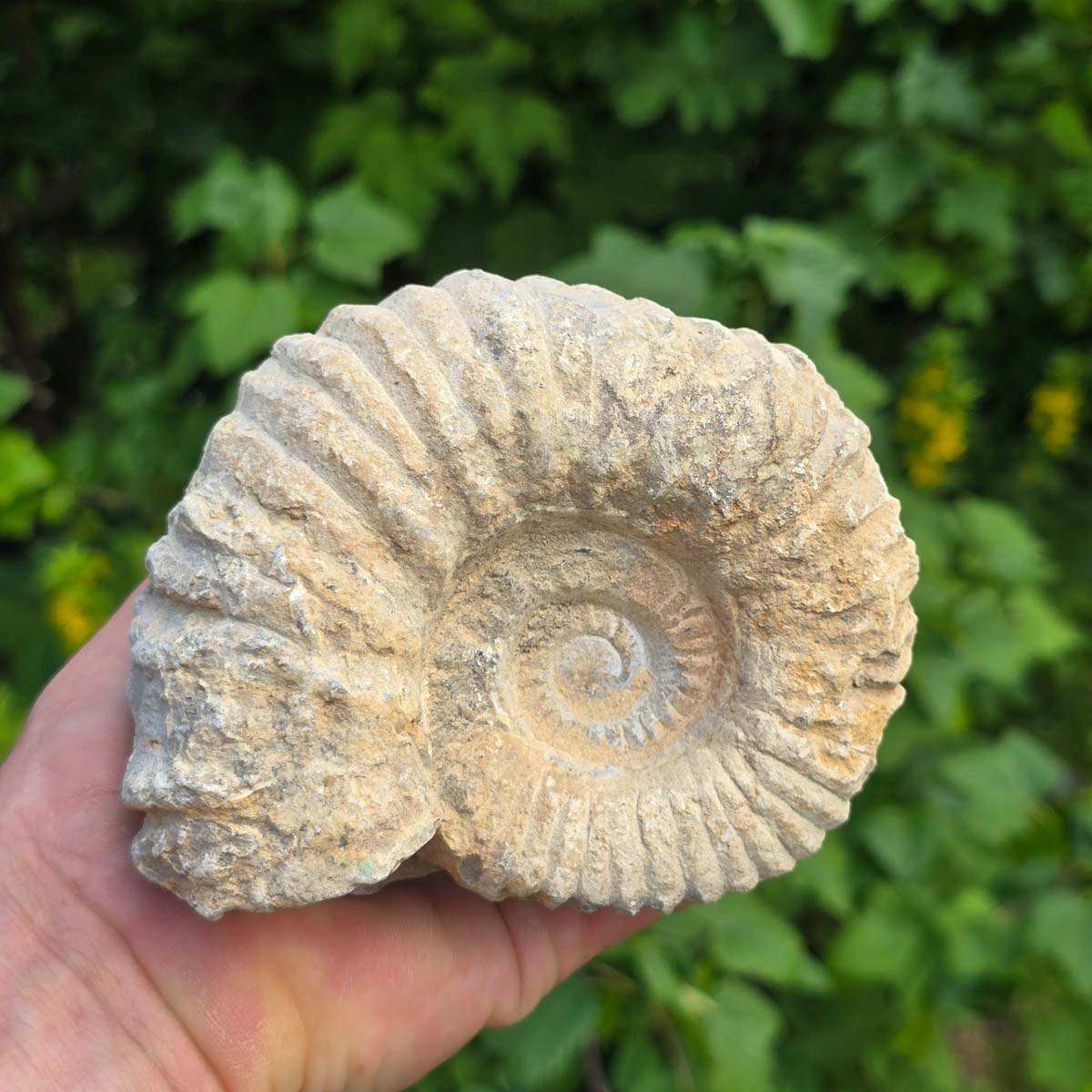 Ammonit - Echtes versteinertes Fossil - 100 Millionen Jahre alt - 12x10x7 cm - NR. 44
