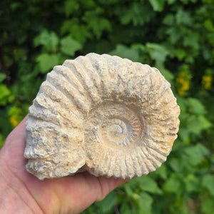 Ammonit - Echtes versteinertes Fossil - 100 Millionen Jahre alt - 12x10x7 cm - NR. 44