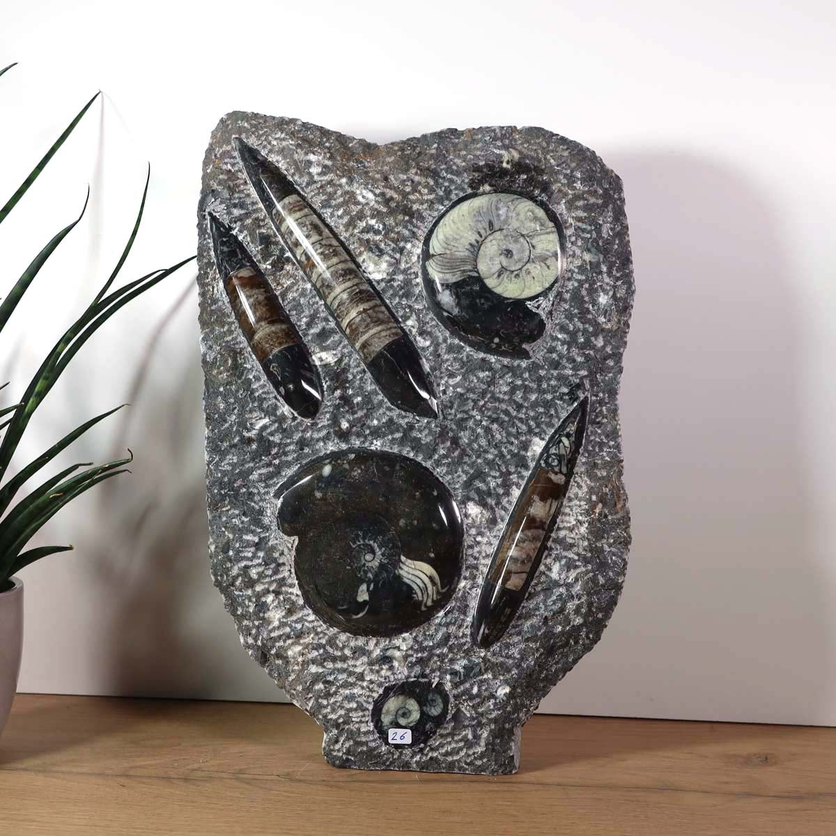 Ammonit - Versteinertes echtes Fossil mit Natursteinsockel, 40 x 25 cm - Nr. 23, Fossilien in natürlichem Stein.