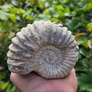 Ammonit - Echtes versteinertes Fossil - 100 Millionen Jahre alt - 11x9x6 cm - NR. 83