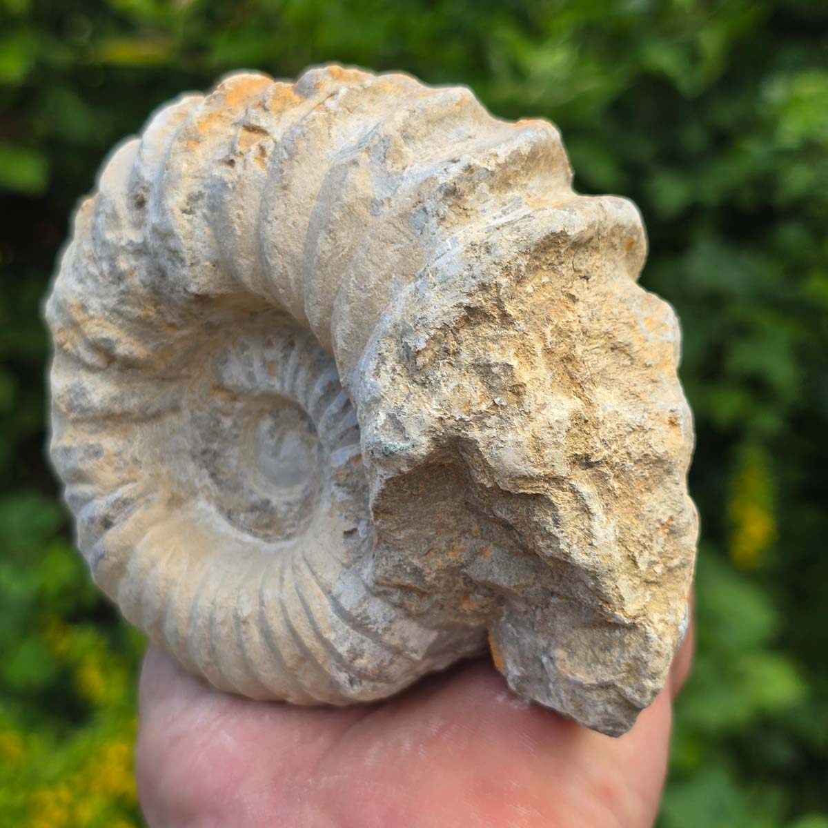 Ammonit - Echtes versteinertes Fossil - 100 Millionen Jahre alt - 12x10x6 cm - NR. 55