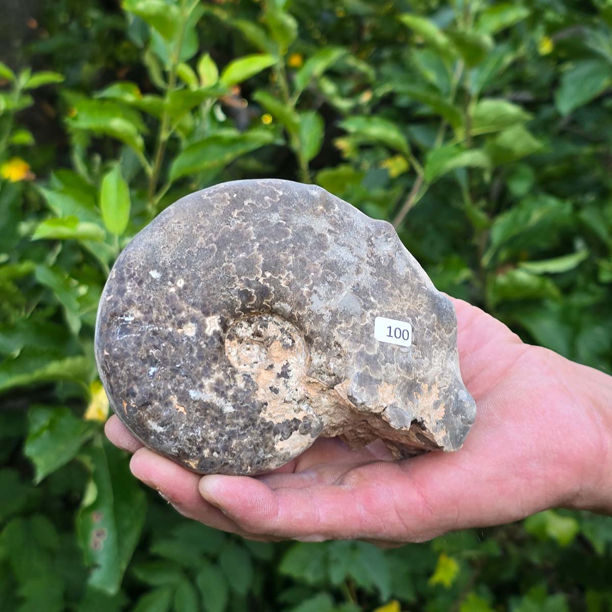 Ammonit - Echtes versteinertes Fossil - 100 Millionen Jahre alt - 12x10x6 cm - NR. 100