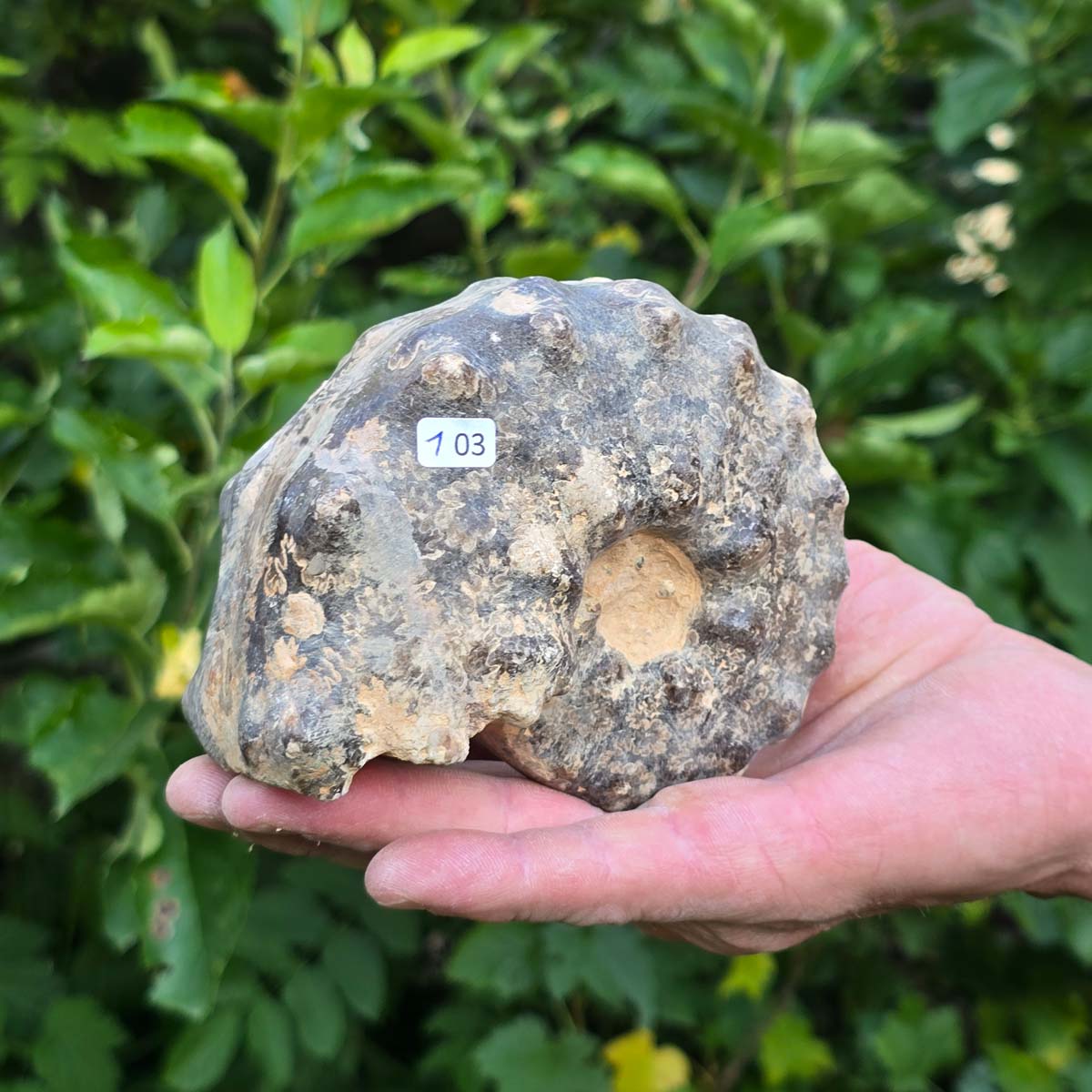 Ammonit - Echtes versteinertes Fossil - 100 Millionen Jahre alt - 12x10x6 cm - NR. 103