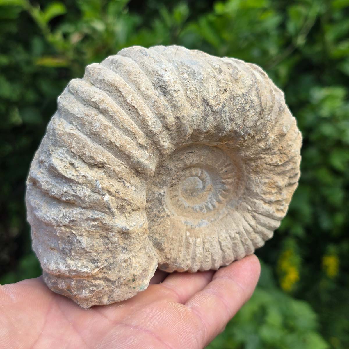 Ammonit - Echtes versteinertes Fossil - 100 Millionen Jahre alt - 12x10x7 cm - NR. 44