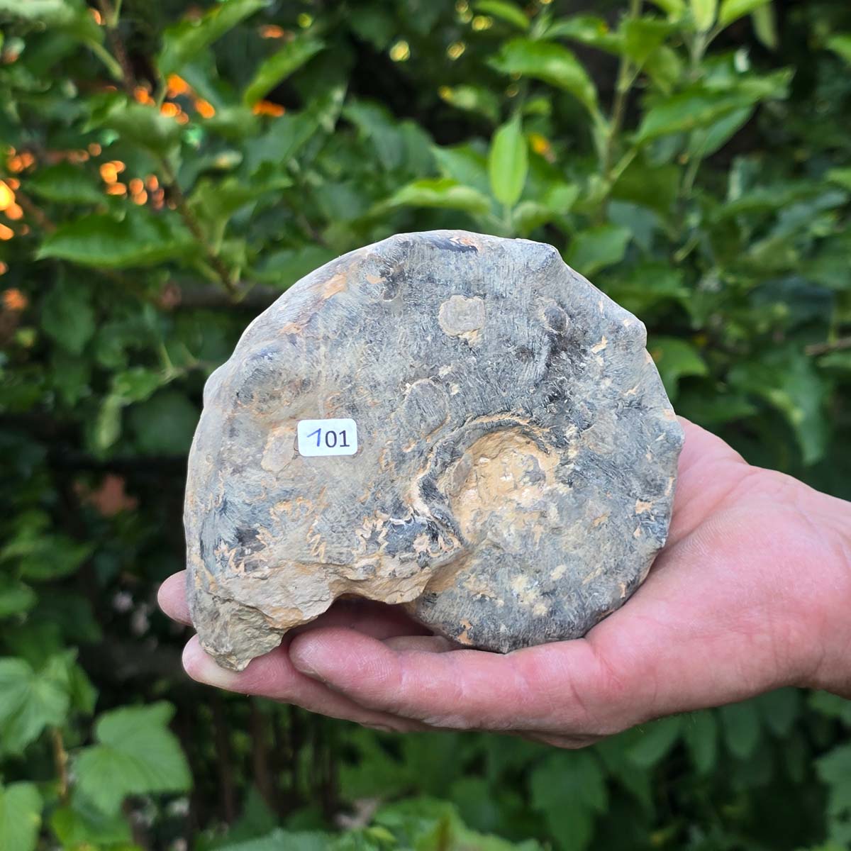 Ammonit - Echtes versteinertes Fossil - 100 Millionen Jahre alt - 13x10x6 cm - NR. 101