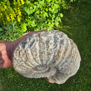 Ammonit - Echtes versteinertes Fossil - 100 Millionen Jahre alt - 15x12x8 cm - NR. 3