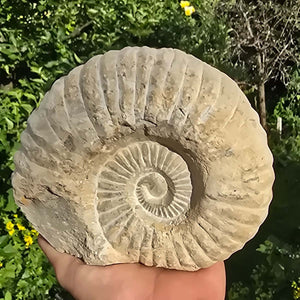 Ammonit - Echtes versteinertes Fossil - 100 Millionen Jahre alt - 16x14x6 cm - NR. 20
