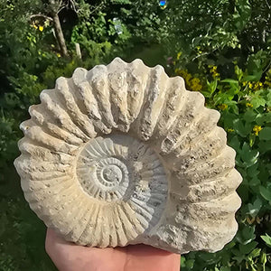 Ammonit - Echtes versteinertes Fossil - 100 Millionen Jahre alt - 17x15x8 cm - NR. 17