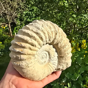 Ammonit - Echtes versteinertes Fossil - 100 Millionen Jahre alt - 17x15x8 cm - NR. 17