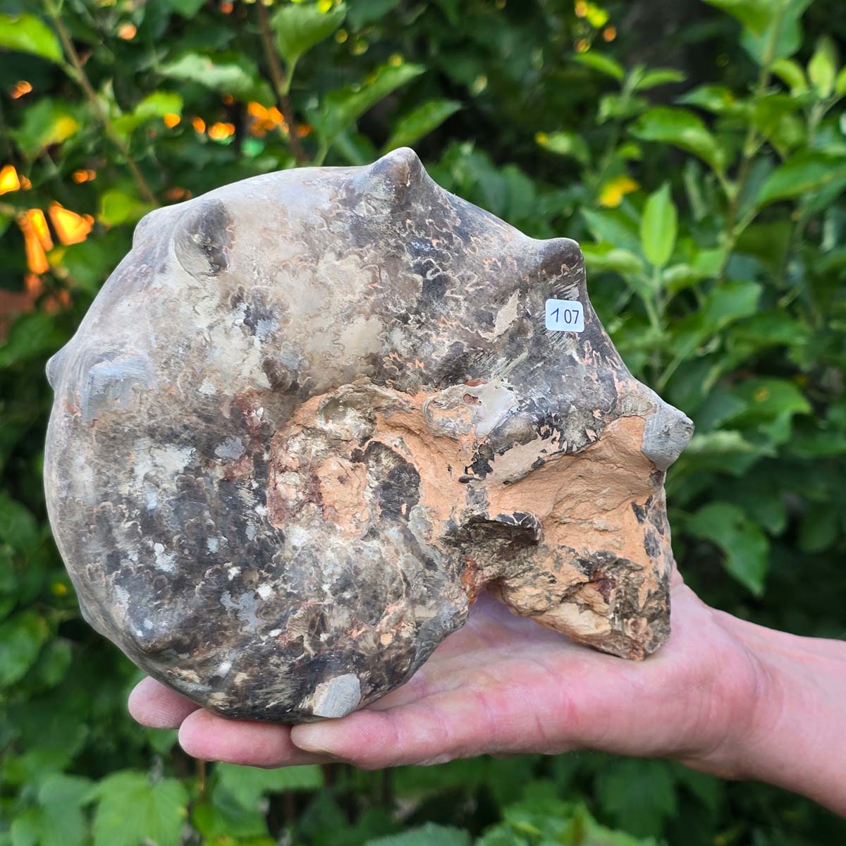 Ammonit - Echtes versteinertes Fossil - 100 Millionen Jahre alt - 19x15x7 cm - NR. 107