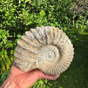 Ammonit - Echtes versteinertes Fossil - 100 Millionen Jahre alt - 19x15x9 cm - NR. 6