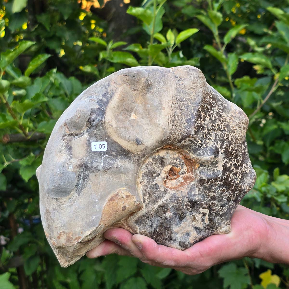 Ammonit - Echtes versteinertes Fossil - 100 Millionen Jahre alt - 22x19x9 cm - NR. 105