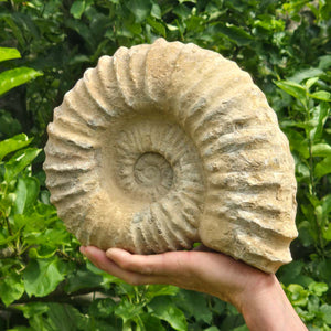 Ammonit - Echtes versteinertes Fossil - 100 Millionen Jahre alt - 26x22x10 cm - NR. 48