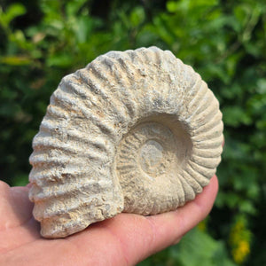 Ammonit - Echtes versteinertes Fossil - 100 Millionen Jahre alt - 10x8x5 cm - NR. 52