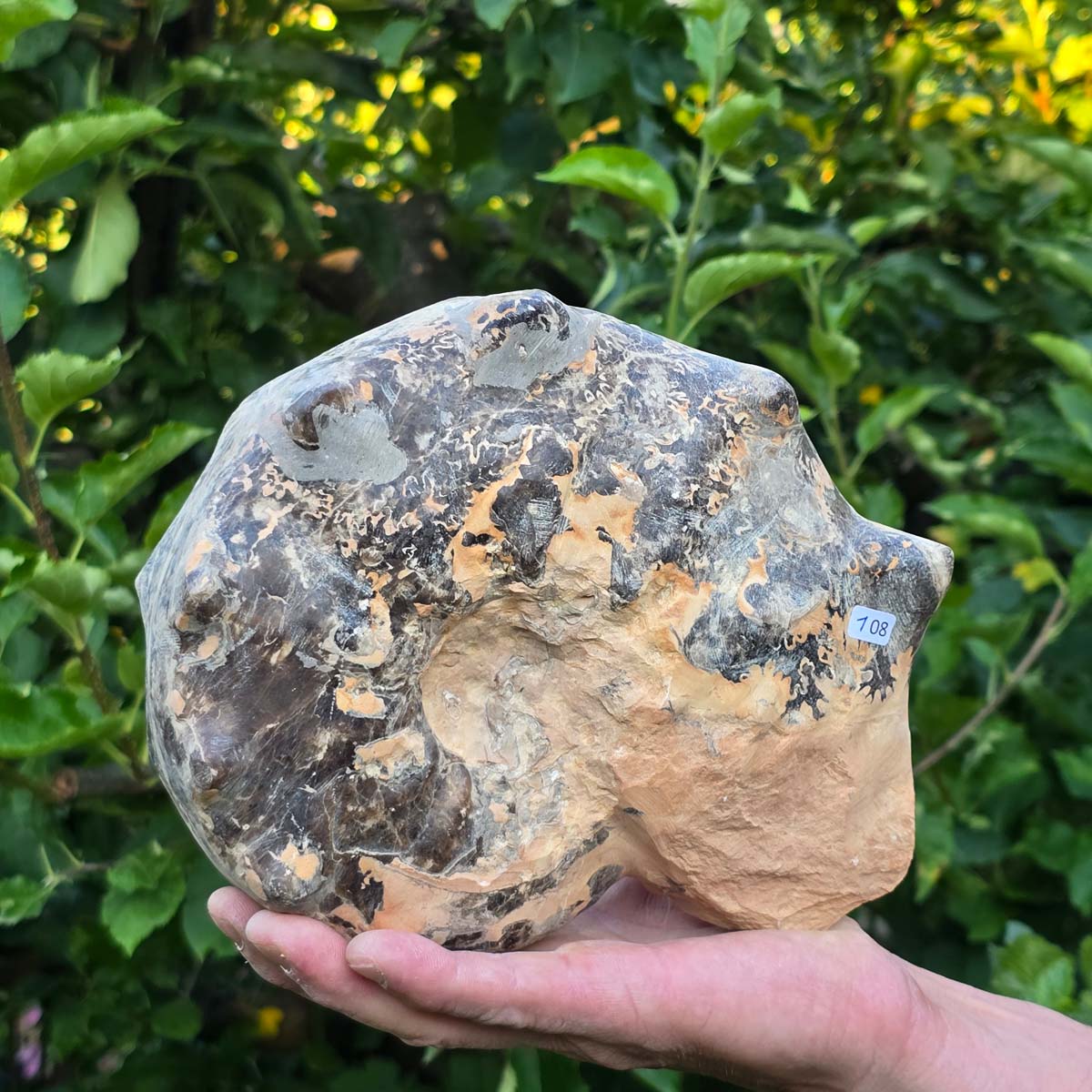 Ammonit - Echtes versteinertes Fossil - 100 Millionen Jahre alt - 21x17x9 cm - NR. 108
