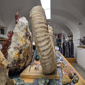Ammonit - Echtes versteinertes Fossil - 100 Millionen Jahre alt - 57x49x29 cm - NR. 70