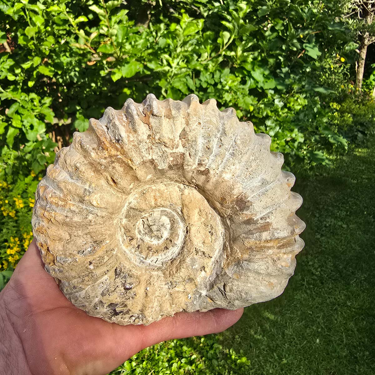 Ammonit - Echtes versteinertes Fossil - 100 Millionen Jahre alt - 17x14x8 cm - NR. 7