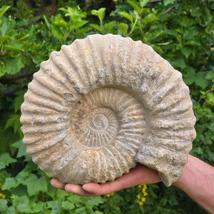 Ammonit - Echtes versteinertes Fossil - 100 Millionen Jahre alt - 24x20x10 cm - NR. 28
