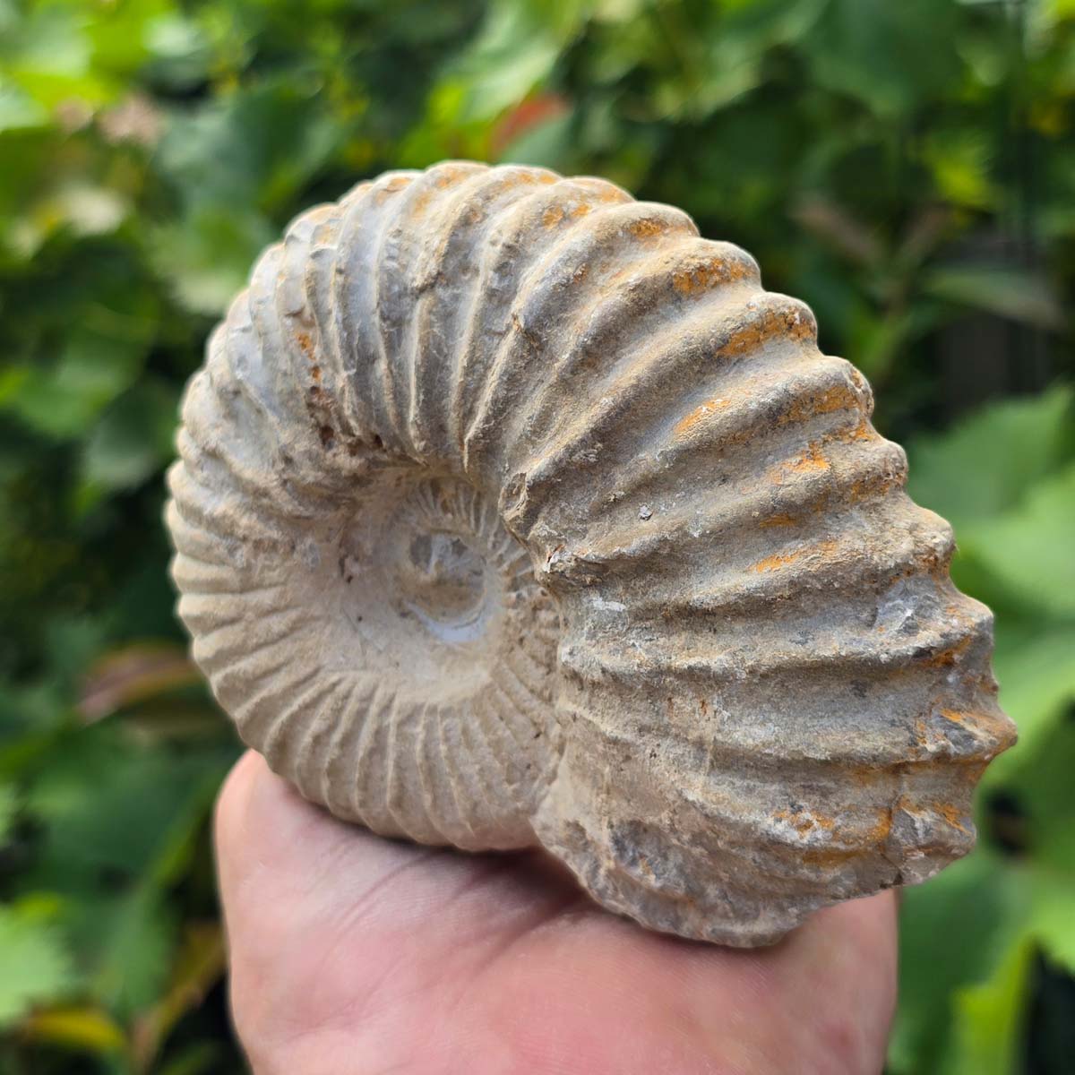 Ammonit - Echtes versteinertes Fossil - 100 Millionen Jahre alt - 12x9x5 cm - NR. 82
